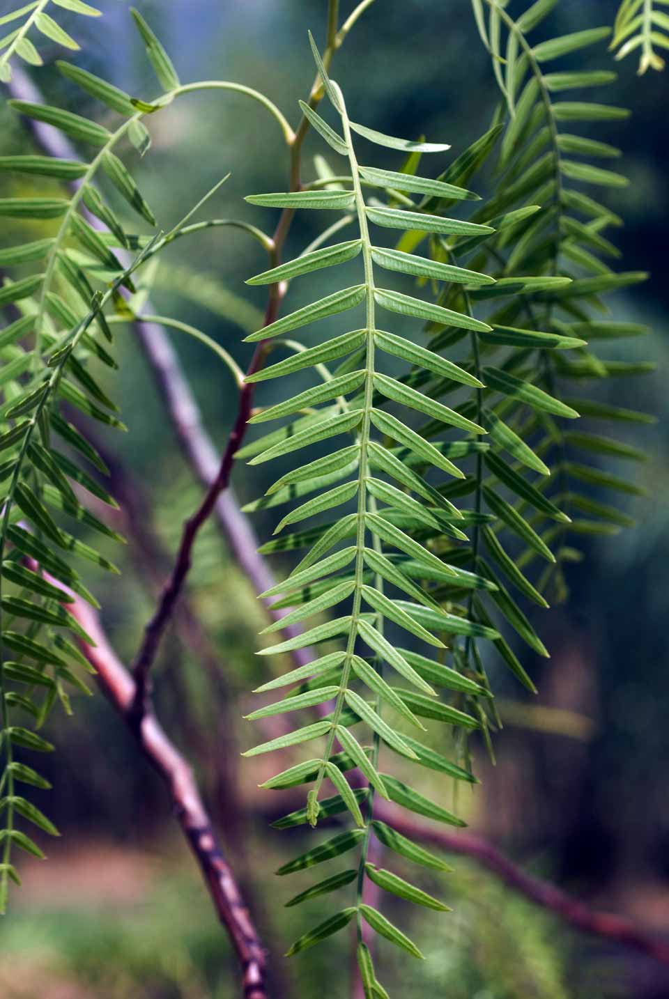 Falso Pimiento - Vista 4